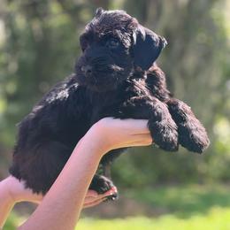 Cropped female - Black female Giant Schnauzer puppy in Lithia, Florida from Elegy Kennels