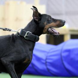 Valkyrie - Doberman Pinscher