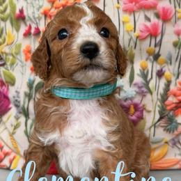 Clementine - Red  female Goldendoodle puppy in Chattanooga, Tennessee from Scenic City Doodles