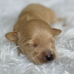 Girl 4 - Red female Labradoodle puppy in San Antonio, Texas from I Love U Back Labradoodles, LLC