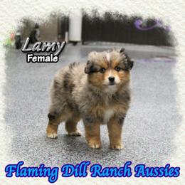Lamy - Blue merle female Toy Australian Shepherd puppy in Forestburg, Texas from Flaming Dill Ranch Aussies