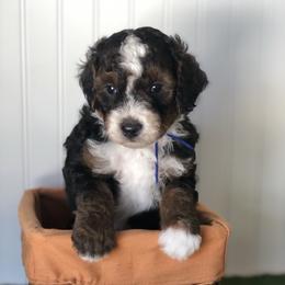 Bernedoodle puppies from North Texas Puppies