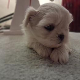 Caspian - White male Shih Tzu puppy in Memphis, Tennessee from Lady and the Tramp