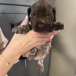Lilly - Liver roan female German Shorthaired Pointer puppy in Bainbridge, Georgia from Chapman Bird Dogs