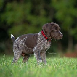 German Shorthaired Pointer and Vizsla Puppies from Nosam Kennels