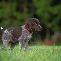 German Shorthaired Pointer and Vizsla Puppies from Nosam Kennels
