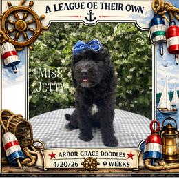 Miss Jetty - Black female Goldendoodle puppy in North Conway, New Hampshire from Arbor Grace Doodles
