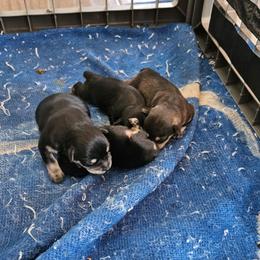 Make 3 - Salt and pepper male Miniature Schnauzer puppy in Chino, California from So Cal Schnauzer