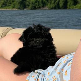 Coco Chanel - Black female Assorted Doodle Crosses puppy in Rossville, Georgia from Kendra’s Georgia Peach Pomapoos