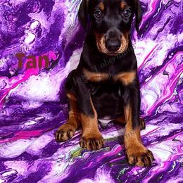 Tan - Black and rust male Doberman Pinscher puppy in Louisville, Kentucky from Ruiz Dobermans