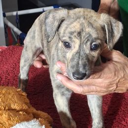 FUSE - Black brindle female Whippet puppy in Ocala, Florida from Sandstorm Whippets