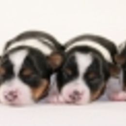 Biewer Terriers from Yoli's Yorkies