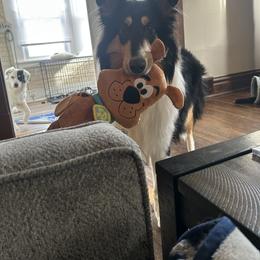 Collie and Yorkshire Terrier All Grown Up from Puppy Dog City