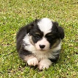 Male 3 - Black and tan male Pembroke Welsh Corgi puppy in Hueytown, Alabama from AAA Corgis