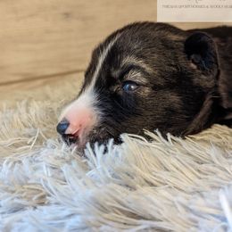 Siberian Husky Puppies from Wyant Farms