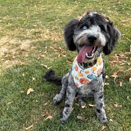 Aussiedoodles from Oh Doodles