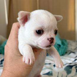 Lumiere - Cream and white male Chihuahua puppy in Spring Hill, Florida from Stardom Chihuahuas & CKCS