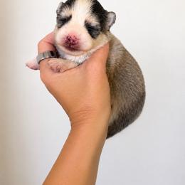 Girl 1 - Silver and white female Pomsky puppy in Grass Valley, California from Karalot Pomskies