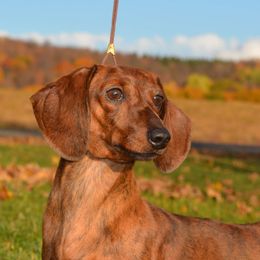 Laude - Dachshund