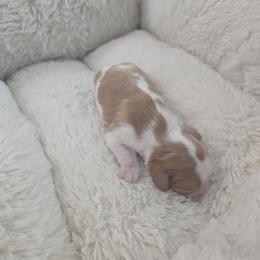 Boy 3 - Blenheim male Cavalier King Charles Spaniel puppy in Moreno Valley, California from Chris & Katie Cavaliers