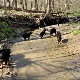 German Shepherd Puppies from Salty Raccoon Ranch German Shepherds