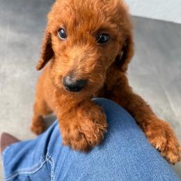 Daidai - Red  female Poodle puppy in Fort Myers, Florida from Katherine’s Yorkies and Poodles