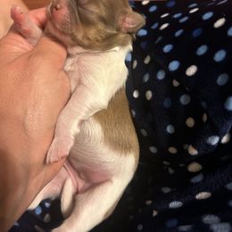 Shih Tzu Puppies from Liz Shih Tzu Cuties