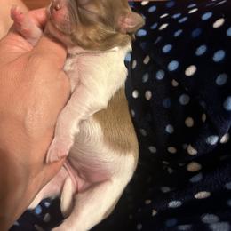 Shih Tzu Puppies from Liz Shih Tzu Cuties