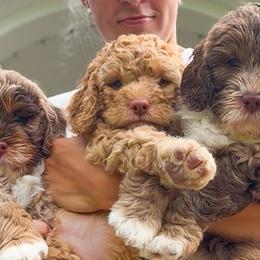 Goldendoodles and Golden Mountain Doodles from Howard Hills Doodles