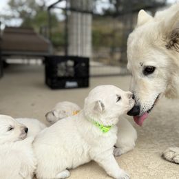 Berger Blanc Suisse and German Shepherd Puppies from Scenic Creek German Shepherds and White Swiss Shepherds