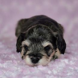 Mabel - Salt and pepper female Miniature Schnauzer puppy in Ely, Nevada from Great Basin Miniature Schnauzers