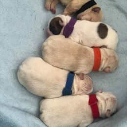 French Bulldog Puppies from J&A Bulldogges
