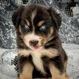 Obsidian - Black tri-color male Australian Shepherd puppy in Petersburg, Indiana from Royal Aussie’s