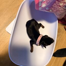 Miniature Pinscher Puppies from Bridget GreenBoddy