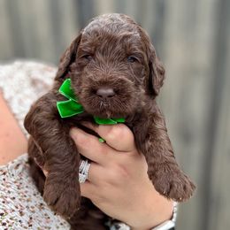 A.B - Chocolate male Goldendoodle puppy in Miami, Florida from Jade’s Paws & Co. Of Miami LLC