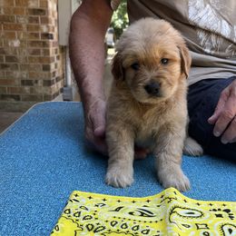 Girl 4 - Golden Retriever puppy in Shepherd, Texas from Wahkeen Golden Retrievers