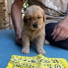 Girl 4 - Golden Retriever puppy in Shepherd, Texas from Wahkeen Golden Retrievers