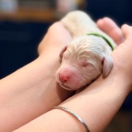 Maeve - Cream female Goldendoodle puppy in Macclenny, Florida from Baker County Goldendoodles