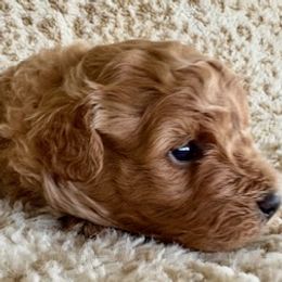 Boy 2 - Cafe au lait male Maltipoo puppy in Silver Springs, Florida from Puppy Love Palace at HB Farm