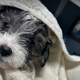 Havanese, Havapoo, and Poodle Puppies from Parlor Pups