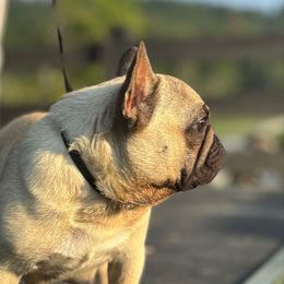 Pirate - French Bulldog