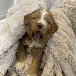 Goldendoodle and Golden Retriever Puppies from Valley of the Sun Breeders