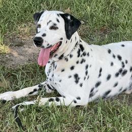 King - Dalmatian