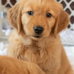 Happy - Dark golden male Golden Retriever puppy in Salem, Oregon from Baker’s Goldens