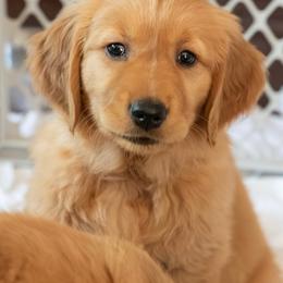 Happy - Dark golden male Golden Retriever puppy in Salem, Oregon from Baker’s Goldens