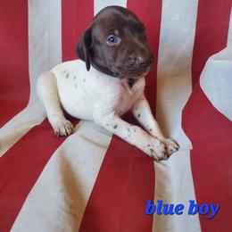 Blue Boy 7 - White and liver male German Shorthaired Pointer puppy in Lindsay, California from Dori's Danes