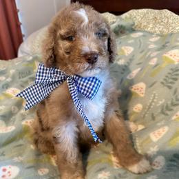 Mac-Cheese MC - Caramel cream male Labradoodle puppy in Greensboro, Georgia from B’s Doodles