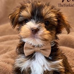 Willie - Chocolate, tan and white male Yorkshire Terrier puppy in Jacksonville, Florida from The Yorkie Shack