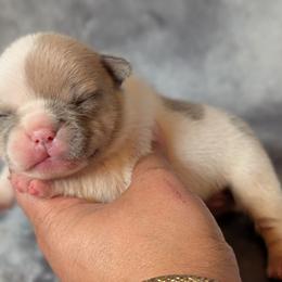Penelope - White female French Bulldog puppy in Battle Ground, Washington from Ferguson's Bulldogs