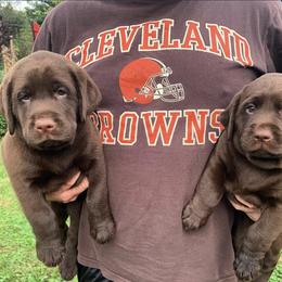 Labrador Retriever Puppies from Brookside Labrador Retrievers